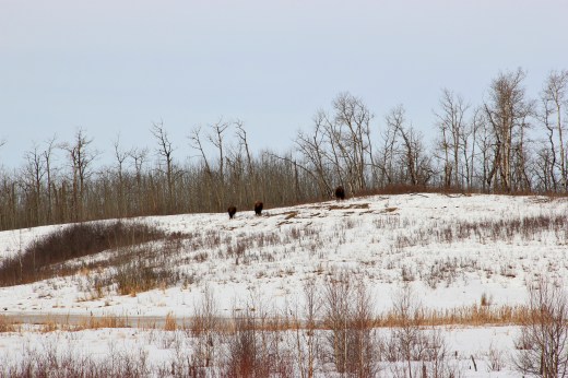 American Bison at Elk Island National Park